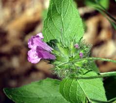 Image result for Clinopodium uhligii