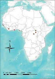 Photographs of niumbaha superba live and as a freshly prepared specimen. Pied Bat Wikipedia