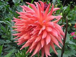 Start planning for king salmon. Wyn S King Salmon Large 8 10 Inch Blooms I M As Impressed With The Vigor Of The Plant As I Am With The Amazing Flowers Dahlia Amazing Flowers Dahlia Pink