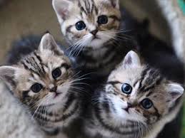 Totul pare a fi *ãcut din piatrã. Vreau Si Eu O Compunere De 10 15 Randuri Cu Titlul Aventuri In Epoca De Piatra Brainly Ro