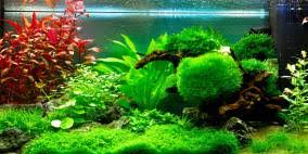 Sie haben erfahrung mit brasilianischer wassernabel? Hydrocotyle Leucocephala Brasilianischer Wassernabel Flowgrow Wasserpflanzen Datenbank