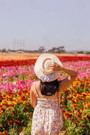 Maybe you would like to learn more about one of these? The Carlsbad Flower Fields Everything You Need To Know Pictures Words