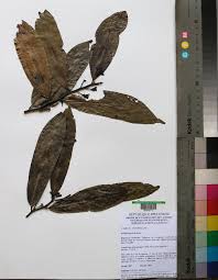 Image result for Monanthotaxis orophila