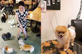 Most people in korea don't live alone. 8 Pet Cafe In The Klang Valley All Animal Lovers Should Visit