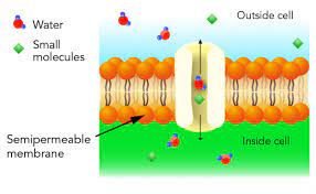 In animal cells, sarcomeres intervene. Osmosis And Its Role In Human Biology And Health Let S Talk Science