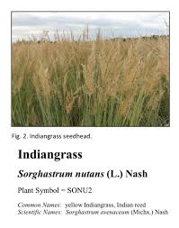 Image result for Sorghastrum stipoides