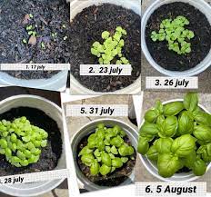 Grow Basil From Seed 3 Weeks Update Growing Basil Seeds Brussel Sprout