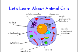 Pin By Susan Fish On Cells And Dna Animal Cell Plant And Animal Cells Mitochondria