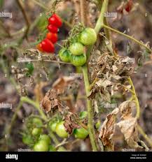 Image result for tomato seedling fusarium wilt