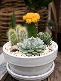The tiny moon cactus won't do well in very cold temperatures, so bring it inside to overwinter during the cold winter. D1j8tsyiujjspm