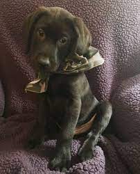 Puppies available for sale in texas from top breeders and individuals. Litter Of 9 Labrador Retriever Puppies For Sale In Tyler Tx Adn 62292 On Puppyfinder Com Gender Male S And Fema Labrador Retriever Puppies For Sale Puppies