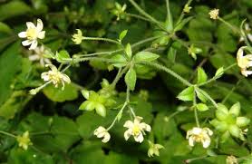 Image result for Anemone transvaalensis