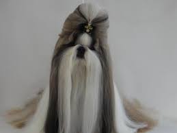 Ok Not A Yorkie But Gorgeous Glad Yorkies Aren T As Hard To Groom As A Shih Tzu This Shih Tzu Has Shih Tzu Long Hair Dog Grooming Styles Shih Tzu Grooming