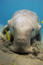 Dugong | National Geographic