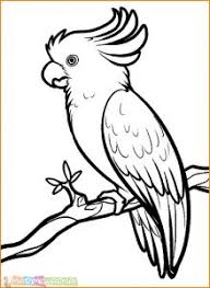 Gambar burung elang dengan menggunakan pensil. 94 Gambar Burung Cendrawasih Menggunakan Pensil Gratis Terbaru Gambar Hewan
