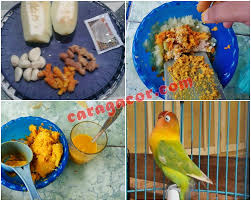 Audio masteran lovebird betina konslet audio masteran ini sangatlah cocok untuk anda ngekek mania pecinta lovebird. Cara Buat Doping Jtj Agar Lovebird Rajin Ngekek Panjang Cara Gacor
