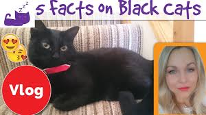Today is designated as national black cat appreciation day. Top 5 Facts About Black Cats Black Cat Appreciation Day Blackcatsrule Youtube