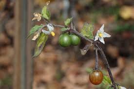 Image result for Solanum villosum