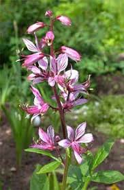 Die schriftstellerin annett gröschner erzählt von ihrem derzeitigen arbeitsplatz. Asche Brennender Busch Wachst Aus Samen Brennender Busch Ist Eine Schone Und Gefahrliche Pflanze Foto Asche Als Gartenpflanze