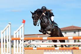 Du kannst alles springen, was dir an formen und kombinationen einfällt. Pferdesport Die Wahrheit Uber Das Stille Leiden Der Pferde