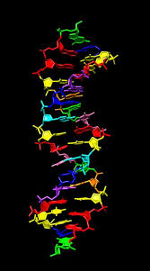 (informal) the part of a living being that carries genetic information. Doubling The Building Blocks For Dna National Institutes Of Health Nih
