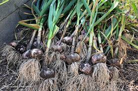 How to grow garlic in garden. How To Grow Garlic Garden Gate