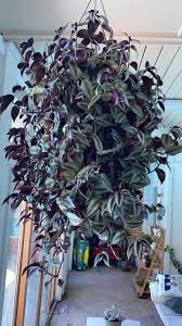 Image result for Tradescantia zebrina