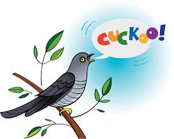 Image result for cuckoo