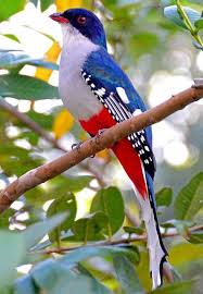 Nova Scotia Bird With Red On Back Of Head Pin By Pete Theodore On Birds Beautiful Birds Animals Beautiful Nature Birds