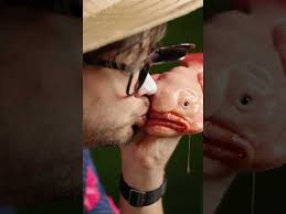 Image result for blobfish