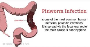 Image result for Pinworm