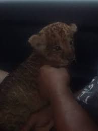 Animale salbatice si de casa. Pui De Leu Scos La Vanzare Ca Garda NaÅ£ionalÄ De Mediu Facebook