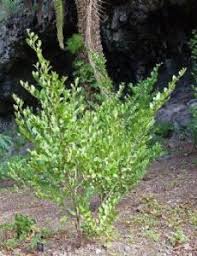 Image result for Ternstroemia polypetala