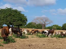This Year S Drought The Most Widespread In 55 Years Might Remove Another 500 000 Beef Cows More Important It Dashed Any Hopes Of Dairy Cattle Beef Cow Cow