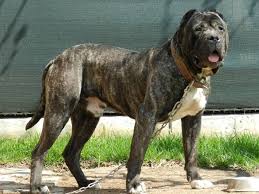 25 Most Dangerous Dog Breeds In The World Page 8 Of 26 Buzzingtrend Perro De Presa Canario Razas De Perros Grandes Perros