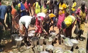 Image result for Cuscuta kilimanjari