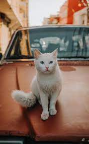 Cats Of Lebanon Cats Cute Animals Cute Cats