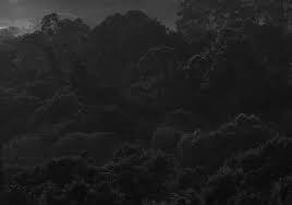 Image result for Rytigynia acuminatissima