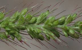 Image result for Setaria verticillata