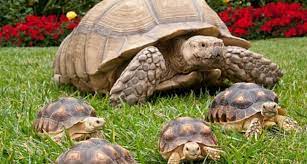 Are Sulcatas Good Beginner Pet Tortoises Pet Sulcata Tortoise