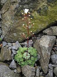 Image result for Galiniera saxifraga
