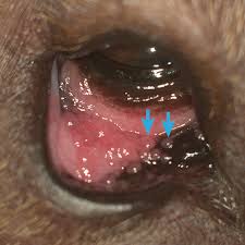 We did not find results for: Conjunctivitis In Dogs Clinician S Brief