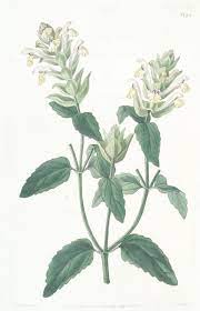 Pin By Don Mcculley On Flower Illustrations Flower Illustration Book Flowers Botanical Illustration