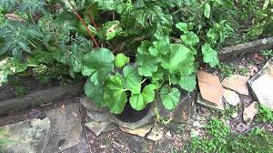Growing cannabis outside allows you to harness the power of the sun and the unlimited fresh air of the outdoors. Tips For Growing Cantaloupe In Containers Yes It S Possible Youtube