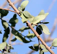 Image result for Tapinanthus oleifolius