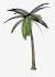 Silhouette Palm Tree Transparent Background
