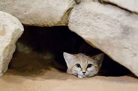 The awpr focuses on the conservation and restoration of arid land biodiversity and has a special focus on desert carnivores including current work with arabian leopards, african wild dogs, and african lions. Elusive Arabian Sand Cat Photographed In Abu Dhabi S Western Region The National Sand Cat Cats Cute Cats