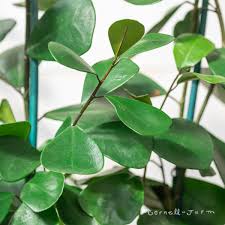 Image result for Ficus triangularis