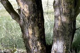 Image result for Acacia kirkii