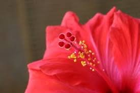 Lista di 35 tipi di fiori di primavera con relativi nomi e immagini ecco alcuni tra i nomi per bimbi e bimbe più belli ispirati ai fiori, delicati e poetici. Nomi Di Fiori Tropicali Rneurocirugia Com